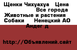 Щенки Чихуахуа › Цена ­ 12000-15000 - Все города Животные и растения » Собаки   . Ненецкий АО,Андег д.